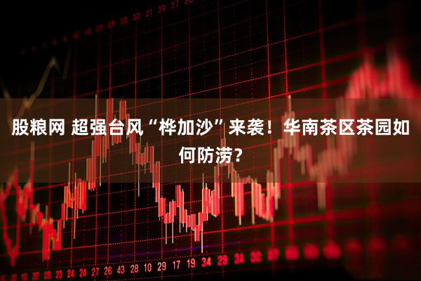 股粮网 超强台风“桦加沙”来袭！华南茶区茶园如何防涝？